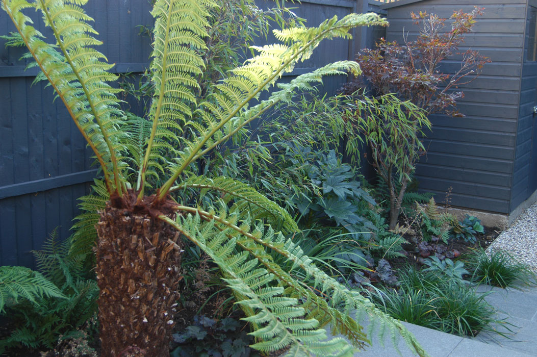 Tree fern